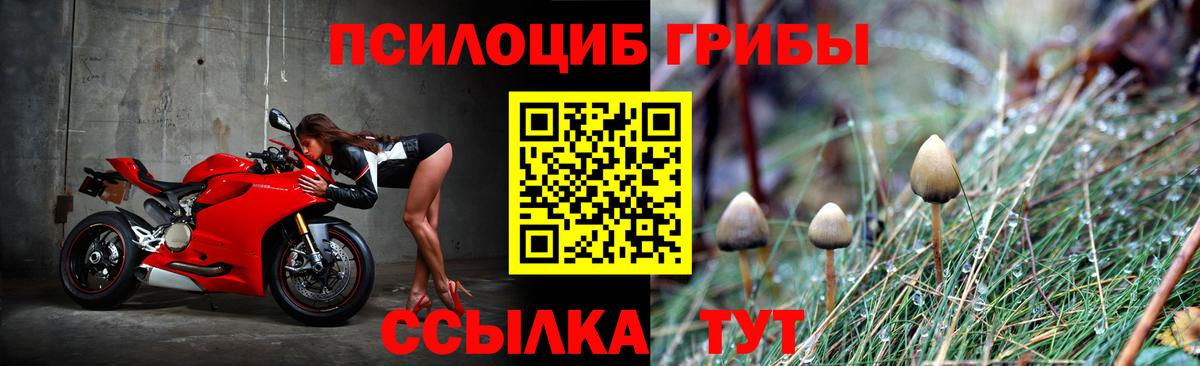 Псилоцибиновые грибы Psilocybine cubensis Ростов-на-Дону